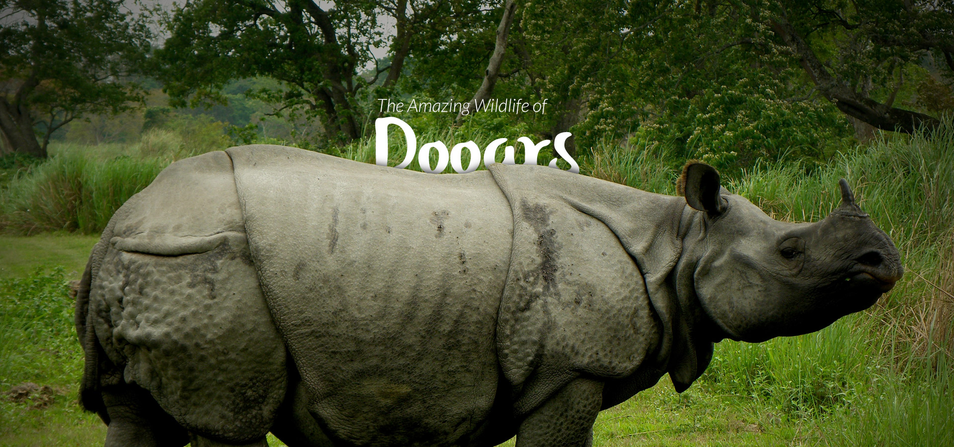 Prashad Tours & Travels